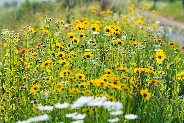 Yellow wild flowers in bloom.